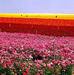 《死神：魂魄觉醒》角色预告片之山本元柳斋重国
